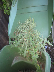 Do you see this ginormous weed that was growing in my lawn???  Ack!